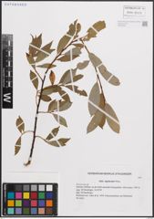 Foto von Salix daphnoides Vill.